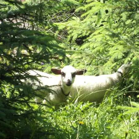 Goralturist Guest house *